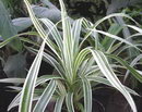 Veitch's screwpine